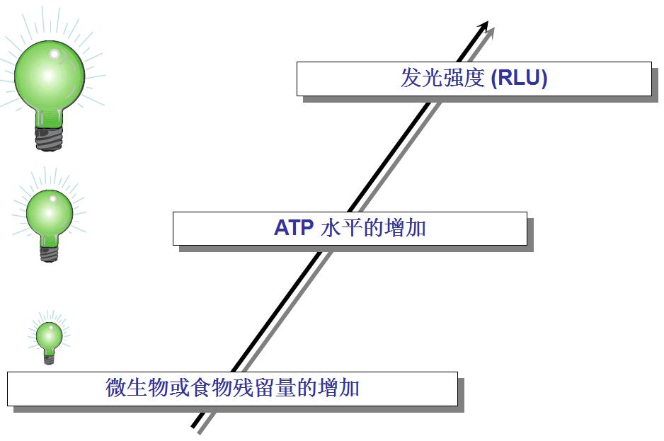 ATP與微生物關(guān)系